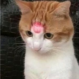 Meet your Posher, Akira